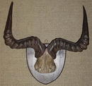 Victorian Horn Rack
