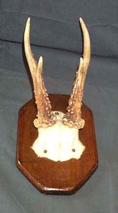 Horn Rack