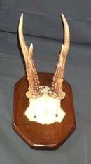 Horn Rack