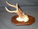 Horn Rack