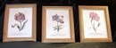 Three Framed Prints Flowers