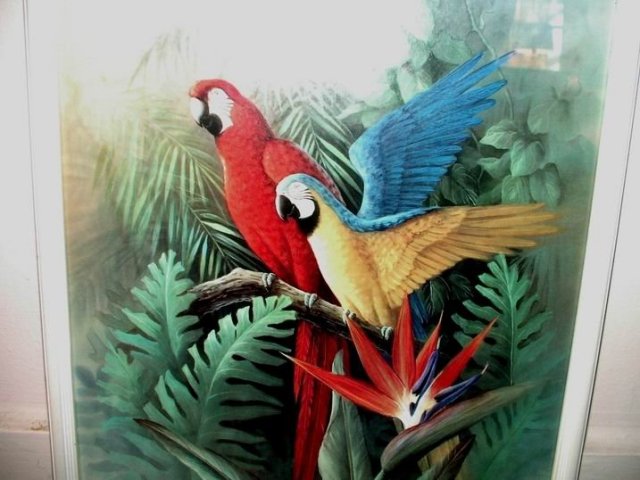 Parrots and Birds of Paradise 17