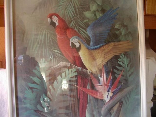 Parrots and Birds of Paradise 17