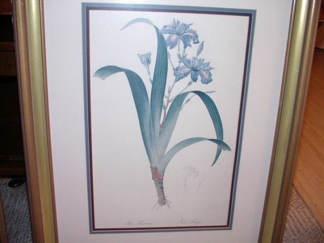 Vintage Iris Prints Pair 24