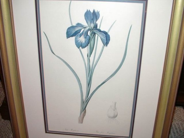 Vintage Iris Prints Pair 24