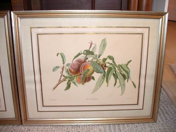 Pair of Old Fruit Prints Framed