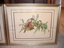 Pair of Old Fruit Prints Framed