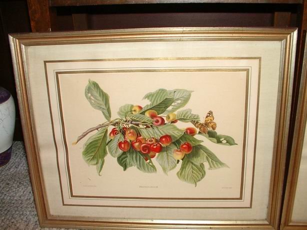 Pair of Old Fruit Prints Framed
