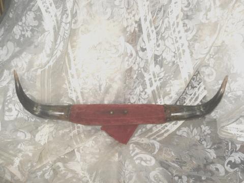 Vintage Steer Horns