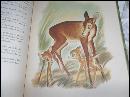 Vintage 1941 First Edition Walt Disney Bambi Book w/Lithograph Illustrations