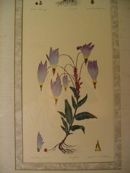 Vintage Dan Mitra Botanical Etchings **Sets of 3**