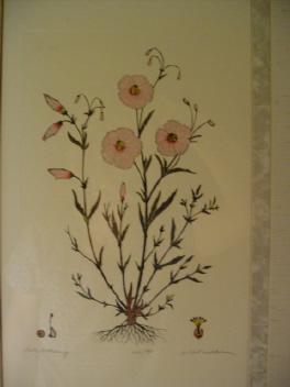 Vintage Dan Mitra Botanical Etchings **Sets of 3**