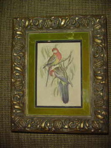Vintage T. Gould Bird Print w/Frame