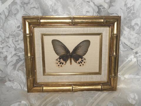 Shadow Box Butterfly from Malaysia