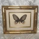 Shadow Box Butterfly from Malaysia