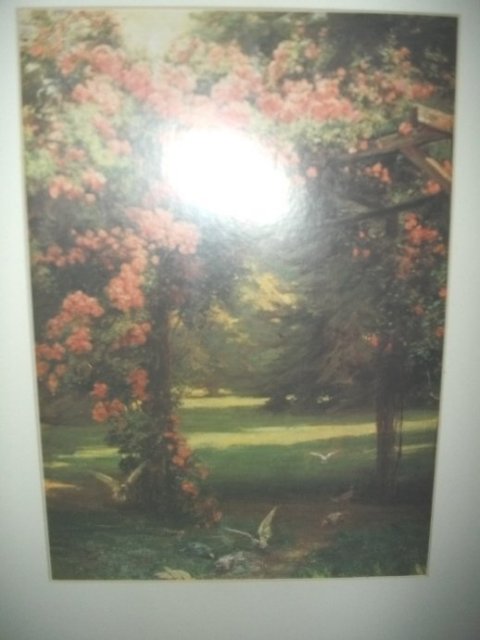 Framed Dove Picture