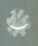 Vintage White Flower Glass Paperweight