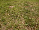 Vintage LARGE Machine Age Industrial Metal Wire Basket