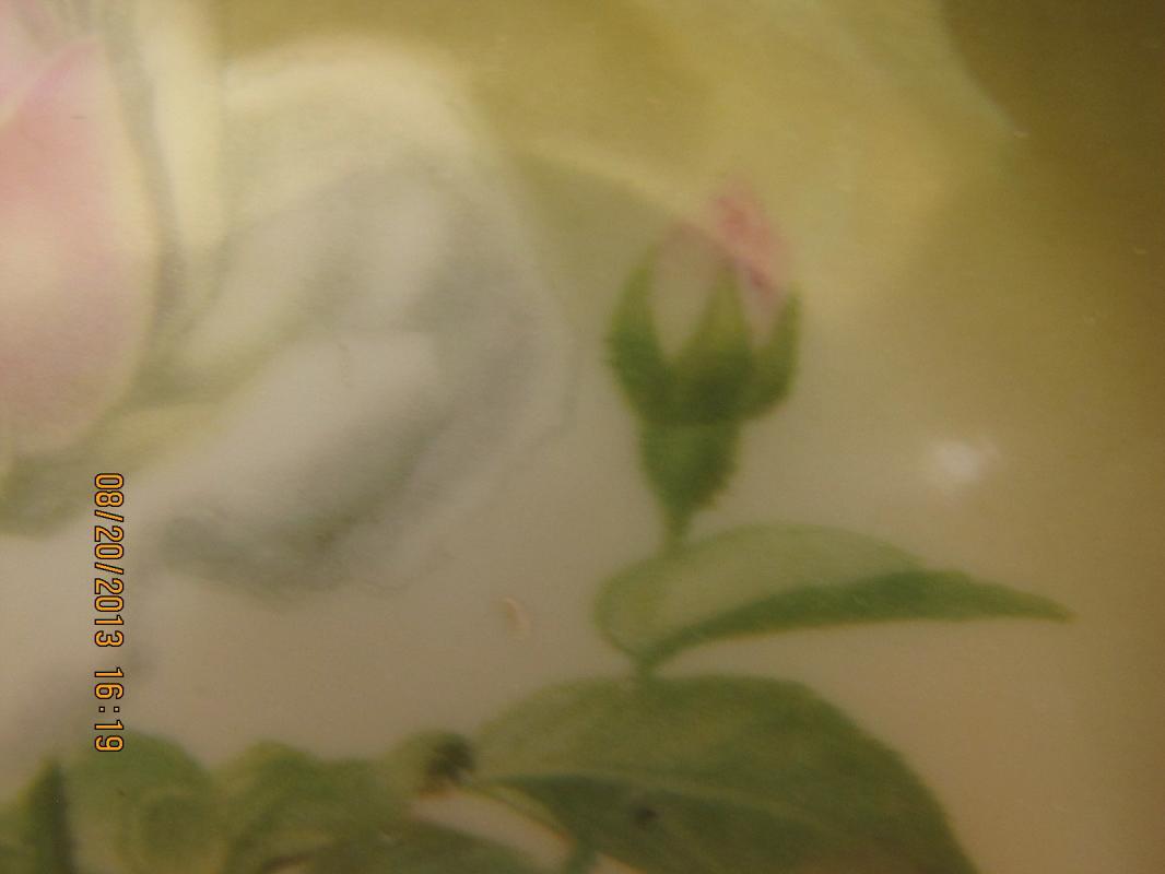 Hutschenreuther Selb Rose Plate