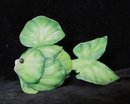 Home Grown Lettuce Fish