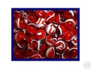 ROOSTER MARBLES 5/8 INCH 60 RED & WHITE