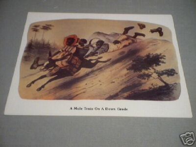 A MULE TRAIN ON A DOWNGRADE