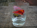 Indian Motorcyles Shotglass