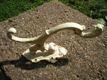 TWO LION'S HEAD ANTIQUE WHITE VICTORIAN HOOKS