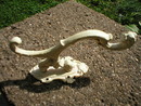 TWO LION'S HEAD ANTIQUE WHITE VICTORIAN HOOKS