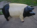 LARGE BLACK & WHITE CAST IRON PIG 66 LBS IRONWARE DECOR