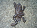 CAST IRON FROG DOOR KNOCKER HOME GARDEN DECOR
