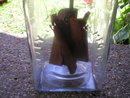 LARGE GLASS DAZEY BUTTER CHURN COLLECTOR CHURNS C