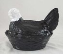 EBONY HEN ON NEST WITH WHITE HEAD