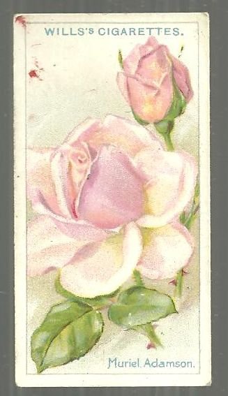 Vintage Wills' Cigarette Card for Muriel Adamson Tea Rose #43
