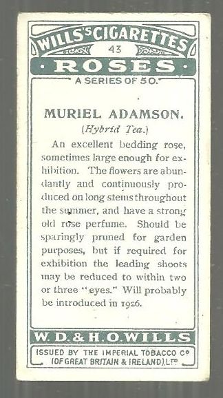 Vintage Wills' Cigarette Card for Muriel Adamson Tea Rose #43