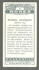 Vintage Wills' Cigarette Card for Muriel Adamson Tea Rose #43