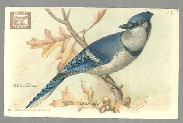 Victorian Trade Card for Cow Brand Baking Soda Useful Birds The Blue Jay