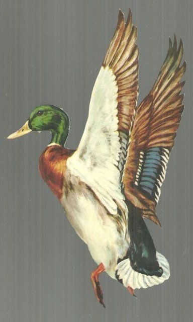 Vintage Cut Out of Mallard Duck in Flight