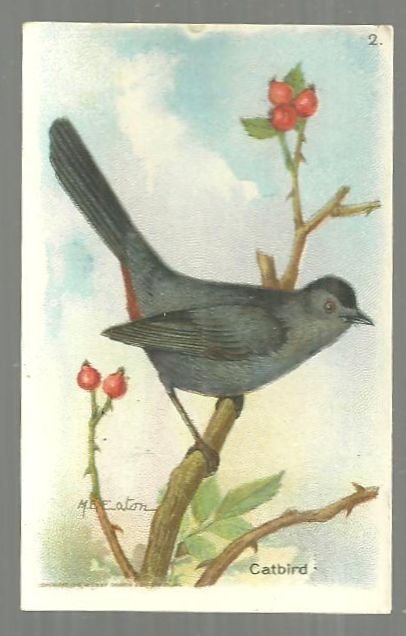 Victorian Trade Card for Arm and Hammer Useful Birds Red-Breasted Catbird #2