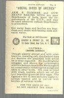 Victorian Trade Card for Arm and Hammer Useful Birds Red-Breasted Catbird #2