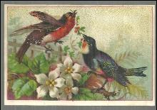 Victorian Trade Card for Diamond Dyes with Two Bird in the Garden