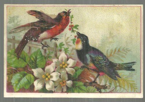 Victorian Trade Card for Diamond Dyes with Two Bird in the Garden