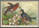 Victorian Trade Card for Diamond Dyes with Two Bird in the Garden