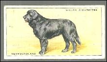 Vintage Wills' Cigarette Card with Newfoundland Dog #19