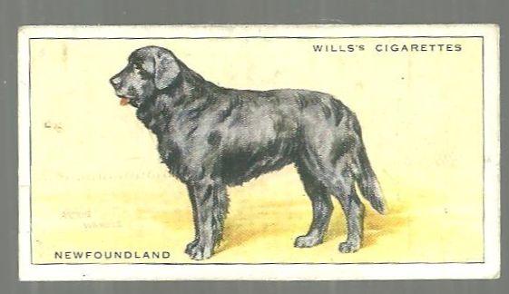Vintage Wills' Cigarette Card with Newfoundland Dog #19