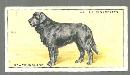 Vintage Wills' Cigarette Card with Newfoundland Dog #19