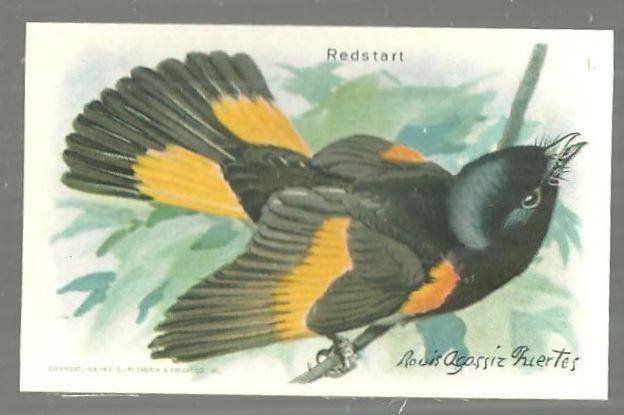 Victorian Trade Card for Arm and Hammer Useful Birds of America The Redstart