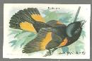 Victorian Trade Card for Arm and Hammer Useful Birds of America The Redstart