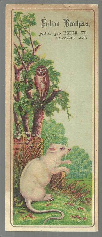 Victorian Trade Card for Fulton Brothers, Lawrence, MA Owl and White Mouse