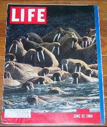 Life Magazine June 27, 1960 Alaskan Walrus on cover